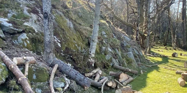 tre-hage-pettersen-trefelling-12